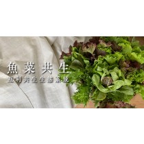 ｜世菜源｜魚菜共生有機生菜箱｜有機無毒綜合萵苣｜